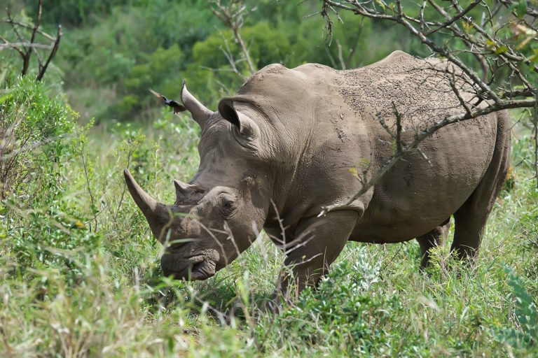 A white rhino browsing grass. Image by Brook Ward via Flickr (CC BY-NC-2.0)