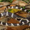 The new krait species Bungarus suzhenae. Photo by Dr Li Ding (CC-BY 4.0).