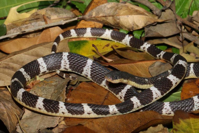 The new krait species Bungarus suzhenae. Photo by Dr Li Ding (CC-BY 4.0).