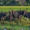 Three wild water buffaloes.