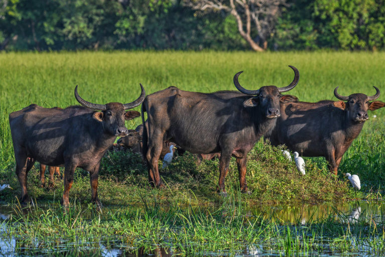 Three wild water buffaloes.