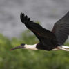 A woolly necked stork (Ciconia episcopus) in flight.