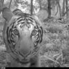Malayan tiger