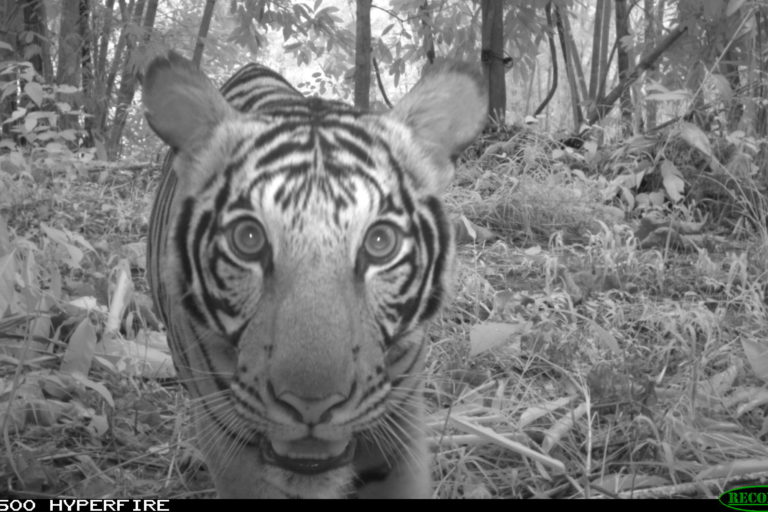 Malayan tiger