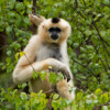 Aellow-cheeked crested gibbon