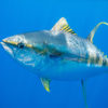 Yellowfin tuna. Image by Ellen Cuylaerts / Ocean Image Bank.