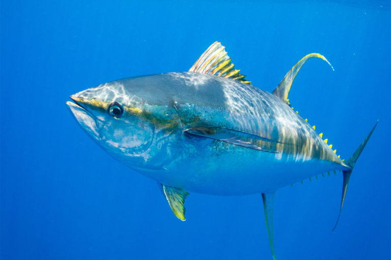 Yellowfin tuna. Image by Ellen Cuylaerts / Ocean Image Bank.