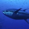 Yellowfin tuna image by Martin Gil Gallo. via the Creative Commons, CC-By-NC.
