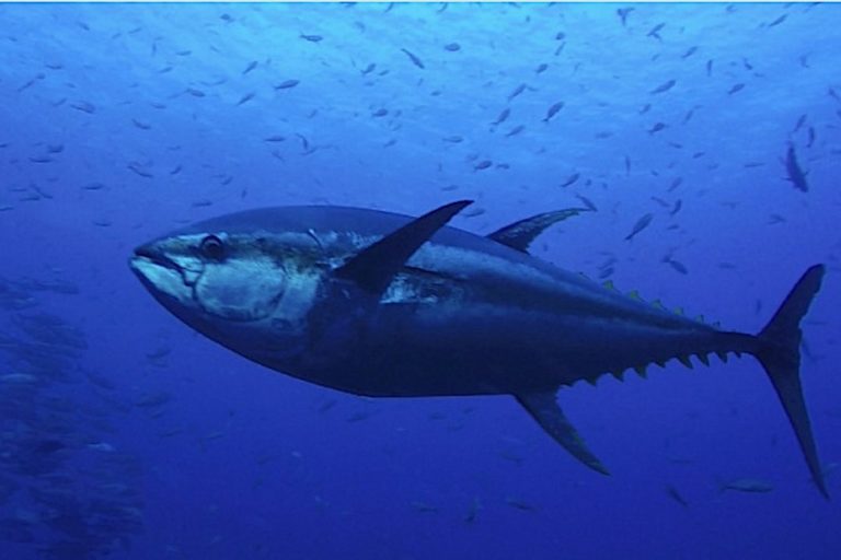 Yellowfin tuna image by Martin Gil Gallo. via the Creative Commons, CC-By-NC.