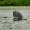 dolphin