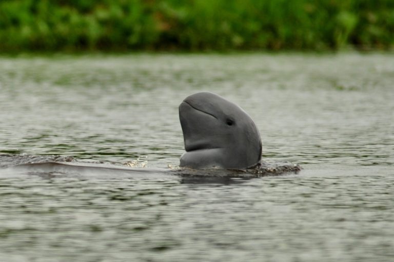 dolphin