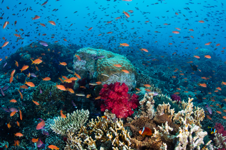 Coral reef ecosystem in Fiji. Photo courtesy of Global Fund for Coral Reefs.