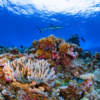 Atoll