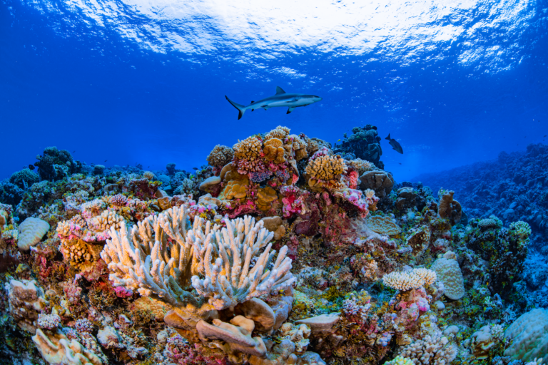 Atoll