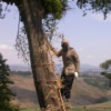 Beekeeper using a bamboo ladder to reach a hive in Umalila, in Tanzania's Southern Highlands. Image by Paul Latham via Flickr (CC BY-NC 2.0)