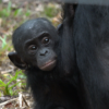 An infant bonobo photographed a few days after being released in the Ekolo ya Bonobo Community Reserve. Image courtesy by Cinita Garai/ Friends of Bonobos.