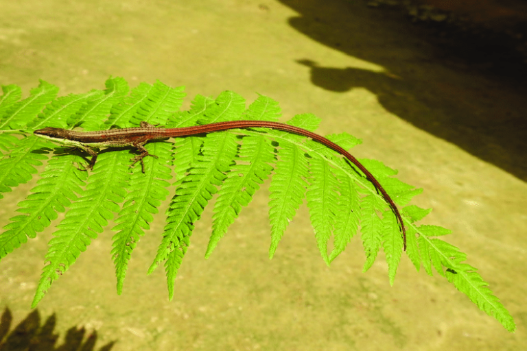 sikkim lizard in Nepal