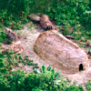 Malocas (traditional longhouses) of Indigenous communities in isolation on the Peru-Brazil border. Image by ORPIO.