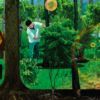 rubber agroforestry