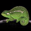 The new chameleon species, Trioceros wolfgangboehmei