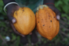 Melanesia tropical fruits
